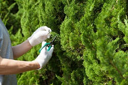 london hedge trimming service