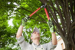 hedging and pruning london